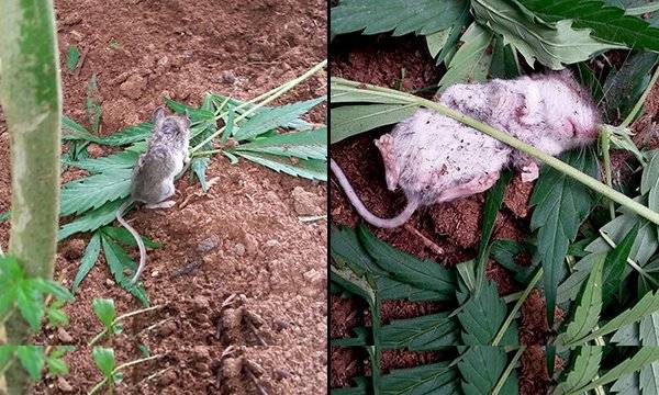 Photo of mice knocked out after munching weed goes viral